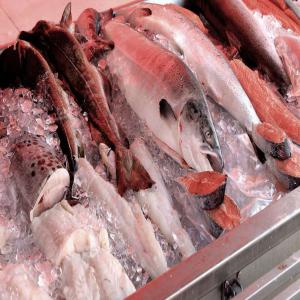  Thon Maquereaux Congenlés Et Conserves - poissons nous sommes une société marocaine productrice de poissons en conserve et surgelés ,  nous proposons du thon ,  maquereaux ,  sardines et gros poissons en surgelés. --nous cherchons des clients qui seraient intéressées par de grandes quantités de conserve