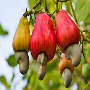  Soja, Cajou, Graine De Coton, Maïs, Karité, Riz - semence graine plant nous sommes une entreprise spécialisée dans la vente des produits tropicaux,  vivrières et autres (soja,  noix cajou,  graine de coton,  maïs,  karité,  riz). nous recherchons des partenaires pour des contrats de travail.