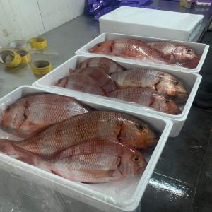 Poisson frais et congelé  - poissons votre partenaire pour vous fournir du poisson frais et congelé.--nous proposons des produits de première qualité et à des prix très compétitif.
