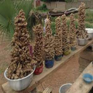  Vente En Gros De Gingembre - autres le gingembre est l’identité agricole de koun-fao à l'est de la côte d'ivoire,  nous disposons près de 100.000 tonnes en stock en ce moment. deux variétés y sont disponible -l'une de couleur jaunâtre et une autre à l’aspect blanchâtre. kra,  l