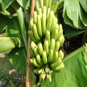  Fruits Tropicaux Espagnol Bio - fruits et légumes nous sommes une entreprise familiale sp&eacute;cialis&eacute;es dans la culture biologique des fruits tropicaux . situ&eacute; en andalousie,  nous proposons des produits locaux de qualit&eacute; en grandes ou moyennes quantit&eacute;s en ce moment nous disposons de mangues,  goyave,  avocat hass et co