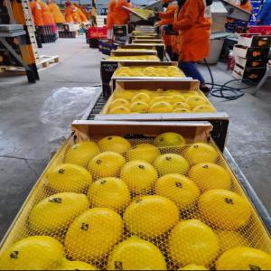  You Can Rely On Our Vegetable Shipping Expertise - fruits and vegetables over the years,  we have built a solid experience in transporting perishable cargo like,  potatoes,  carrots,  corn and spinach,  among many others. our experts are trained regularly on the latest standards and processes to meet the evolving requirements of our customers and allowing them to reach any ma
