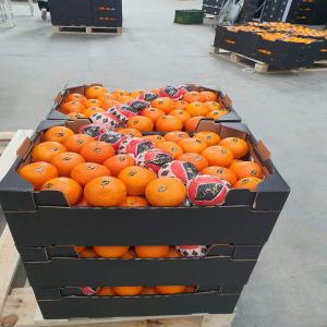  Mandarine - fruits et légumes nous somme une societé d'export  nous avons touts les fruits & légumes saisonnière au maroc  avec bon qualité --si vous étes intéressez n'hésite pas de nos contacter 