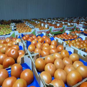  Touts Les Genre De Tomate Marocaine - fruits et légumes nous somme une societé d'export  nous avons touts les fruits & légumes saisonnière au maroc  avec bon qualité --si vous étes intéressez n'hésite pas de nos contacter 