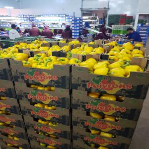  Poivron Rouge Vert Jaune - fruits et légumes nous somme une societé d'export  nous avons touts les fruits & légumes saisonnière au maroc  avec bon qualité --si vous étes intéressez n'hésite pas de nos contacter 