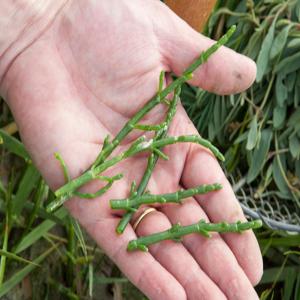  Recherche Des Clients Pour Salicorne Sauvage - fruits et légumes je suis fournisseur de salicorne sauvage basé à tunisie cherche des clients pour acheter le salicorne pour le démarrage d'un projet.