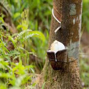  Plantation D'hevea En Vente Avec Titre Foncier. - mine terrain concession vente de 23 hectares h&eacute;v&eacute;a + 15 hectares de foret a agboville ( les deux sont sur le meme site) a 150.000.000 fr .--document- titre foncier.--nb- plantation d&eacute;j&agrave; en production.--nb.- plaisantins s'abstenir .