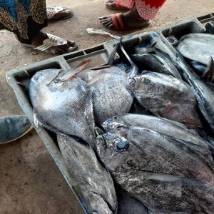  Exportation De Poissons Congelé - poissons entreprise  sp&eacute;cialis&eacute;e  dans  le  traitement  et l'exportation  de produits  halieutiques  en entier  ou &eacute;labor&eacute;  , frais  ou congel&eacute;  , avec en bail une usine  de  production  avec agr&eacute;ment  u.e 002/09/ce 