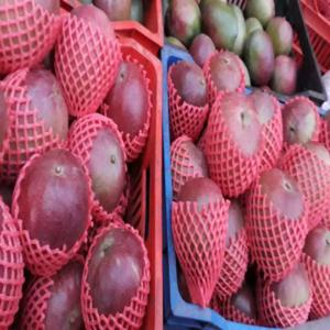  Vente De Mangues Kent Côte D'ivoire - fruits et légumes bonjour--productrices de mangues,  nous recherchons des clients pour nos mangues kent,  origine korhogo.--nous sommes en capacité de fournir une dizaine de conteneurs pour l'export dans des emballages conformes aux standards internationaux. ----si intéressés nous contacter. ----