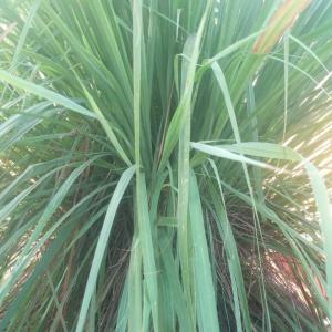  Citronnelle - autres nous produisons biologiquement de la citronnelle qui pourra vous etre utile et bénéfique pour la fabrication de vos thé de citronnelle, vos huiles essentielles végétales, et aussi à des fins thérapeutiques (vous n'etes pas sans savoir que la citronnelle