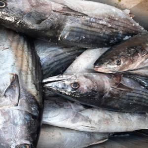  Thon Ravil ,thon Blanc, Listao - poissons saison ouverte avec 40 bateaux cette ann&eacute;e   cong&eacute;lation  &agrave; terre  avec une usine  agr&eacute;&eacute;  au bord de la plage avec une capacit&eacute;  de 15 000 kg / jour--un container  plomb&eacute;  chaque  48 heures  .  prenez  contact. 