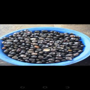  Amande Noix De Palmiste/palm Kernel Nuts. - huiles disponible 2.000t d'amande de noix de palmiste.--available 2, 000mt of palm kernel nuts.--pour plus d'informations veuillez nous joindre par nos contacts. 