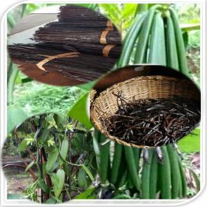  Vanille, Girofle - épices aromates bonjour,  nous somme à la recherche de partenaire pour financier d'une projet de préparation et traitement de vanille vert jusqu'à la séchage pour le saison 2022 et commercialisé le produit finir à l'étranger ou localement .--contact par whatsapp ou pa