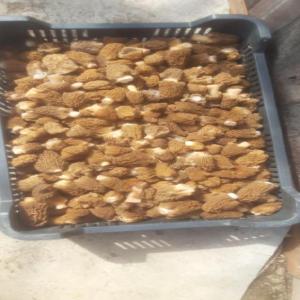  Morille Fraîche, Verpa Bohemica, Morchella - champignon levure bonjour, --je voudrais trouver coopération dans commerce le champignon sauvages. --nous parlons français bien et nous avons expériences dans commerce à france. --nous allons commencer commerce morille fraîche. vous pouvez contacter avec moi et peut-etre commencer coo