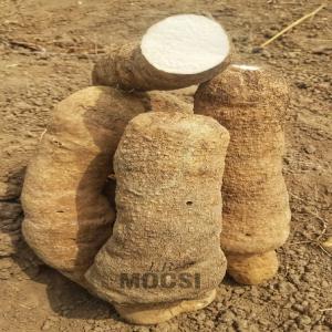  Ignames Blanc De Qualités Disponible - féculents 07 tonnes d'ignames blancs (variété- d. rotundata) bien farineux disponible à un prix très exceptionnelle.----