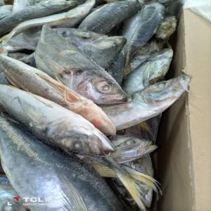  Poisons Frais Et Congelès - poissons produits disponible frais et congeles - fruits de mer chinchard,  thon,  lagna,  maquereau,  denton,  sardinelle ,  sompath,   brochet,  mulet,  africa mix etc......--