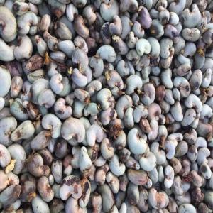  'acajou Biz - autres leader de l'agrobusinness.--nous accompagnons nos clients &agrave; travers l'approvisionnement d'acajou. les noix d'acajou est le produit agricole sur lequel nous sommes plus focaliser et nous mettons tout en &oelig;uvre pour satisfaire nos diff&eacute;rents clients.--nous offrons &agrave; nos clien