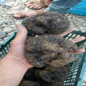  Truffles And Saffron - fruits and vegetables i have summer black truffles with fair price and be able to supply every 3 days 50 kg also i have every types of saffron contact me .