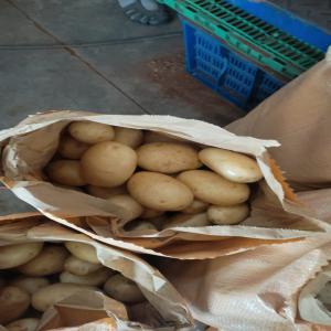  Pomme De Terre Blanche Variété Spunta - fruits et légumes bonjour je met en vente pomme de terre blanche vari&eacute;t&eacute; spunta frais destin&eacute; export calibre moyenne et gros 