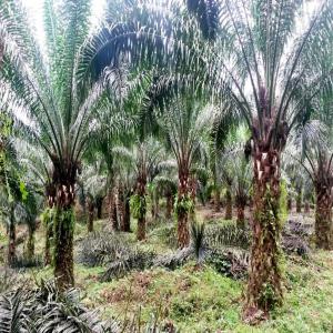  500 Hectares De Palmeraie En Vente Au Cameroun - mine terrain concession il s'agit de 500 hectares titrés appartement à un seul propriétaire et vendu 2500 fcfa le mètre carré. l'opération se fait devant notaire.--pour toute information,  contactez moi