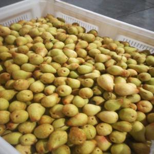  Poires Du Portugale - fruits et légumes je possede une grande quantite de poires de bonne qualites d origine portugale.si vous etes interresser contactez moi