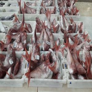  Poisson Frais Livraison Par Avion - poissons bonjour,  nous sommes société d'exportations des poissons frais   calmar,  sépia,  pagot,  dorade,  saint pierre,  huître... . nous sommes a dakhla sud de maroc,  livraison par avion,  merci de nous contacter 