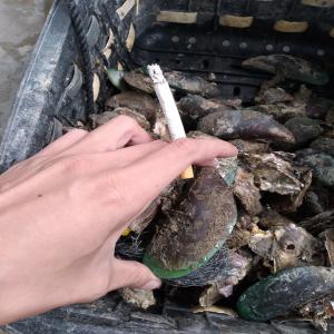  Cherche Client Pour Achats Langoustes - coquillage crustacé bonjour je suis en relation avec des eleveurs de langoustes (principalement vertes) au vietnam. les langoustes sont elevees et nourries sans produits chimiques,  aux moules concassees. ils produisent aussi des moules vertes et des huitres.--prix de vente au kilo ----langoustes - 44 euros---moules ver