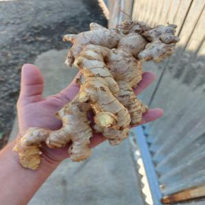  Vends Gingembre Qualité Premium - fruits et légumes vends gingembre gros calibre origine costa rica d'excellente qualit&eacute; &agrave; un prix tr&egrave;s attractif.--n'hesitez pas &agrave; nous contacter par mail. --