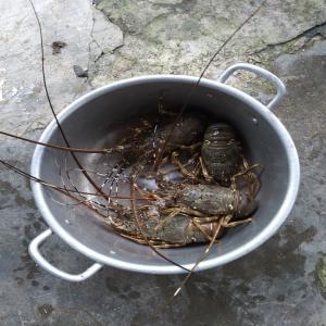  Recherche Acheteur Langoustes Vertes - coquillage crustacé bonjour,  je suis en relation avec des eleveurs de langoustes vertes au vietnam,  elles sont nourries sans produits chimiques aux moules concassees. ils produisent egalement des huitres et moules. --prix au kilo ----langoustes - 44 euros---moules - 3 euros---huitres - 4 euros--pprix negociables.