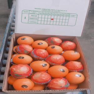  Agrumes Egypte - fruits et légumes recherchons clients en afrique pour oranges et ou mandarines egypte. quantit&eacute; par container reefer 24 960 kg - qualit&eacute; garantie. pas s&eacute;rieux s'abstenir.