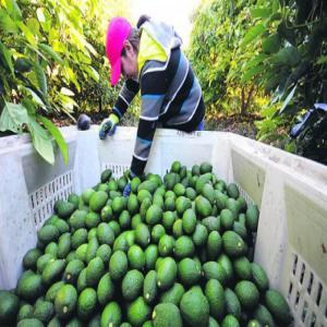  Début De Saison Avocat Hass Peru - fruits et légumes société franco-péruvienne ,  installée à lima,  propose ses avocats hass en direct du pérou --moq - 1 containers 40  soit 22mt--packaging - 4kg box--tout calibre --la saison débute au pérou ! --