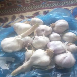  Acheteurs De L'ail Bio - semence graine plant nous sommes des fournisseurs du produit de la plantes potagères vivaces monocotylédones dont les bulbes,  à l'odeur et au goût forts,  sont souvent employés comme condiment en cuisine. la tete d'ail se compose de plusieurs caïeux (ou cayeux,  ou gousses) . la fleur d'a