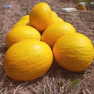  Abricot Pastèque, Melon, Pomme Savoureux - fruits et légumes world wide international export met a votre disposition divers fruits de saison savoureux cultiv&eacute;s avec soin , une excellente qualit&eacute; et un professionnalisme hors pair--