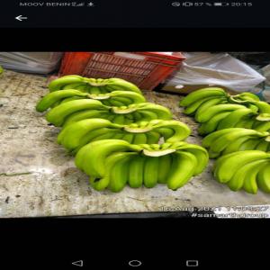  🍌🍌🍌 Banane - fruits et légumes bonjour. je dispose d une plantation de banane plantain de 3 hectares au b&eacute;nin je suis &agrave; la recherche de potentiel acheteurs merci.