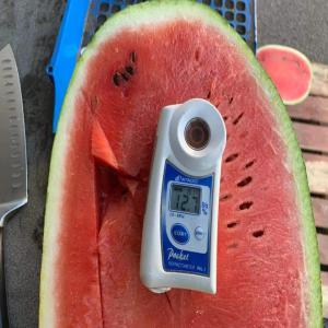  Pastèque De Zagoura Disponible Pour L'exportation - fruits et légumes bonjour--nous sommes une soci&eacute;t&eacute; marocaine sp&eacute;cialis&eacute;e dans le domaine de production et exportation les fruits et l&eacute;gumes maintenant en est entrain de commencer la production exportation le past&egrave;que 🍉 