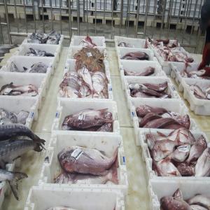  Fournisseurs Poissons - poissons bonjour,  nous sommes fournisseur de poisson frais arriver directement du maroc,  nous recherchons des clients grossiste--      