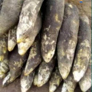  Produits Tropicaux (fruits Et Légumes) - fruits et légumes bonjour, nous sommes basés au bénin et mettons en vente les produits suivants-coton (10 tonnes), papaye (5 tonnes), tomate (3 tonnes), ail (2 tonnes), oignons (2 tonnes), banane ( 7 tonnes), soja (5 tonnes) ,  piment rouge( 4 tonnes), avocat (5 tonnes), igname(10 tonnes), mangues(10 tonnes) . nou