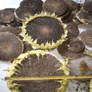  Graines De Tournesol - céréales j'ai en ma disposition suffisamment des graines de tournesol intéressé m'écrire directement ou m'appeler blageurs s'abstenir de risque d'etre signaler et bloquer merci