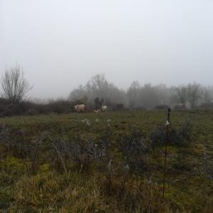  Troupeau Vaches Bondes D'aquitaine Et Croisées - animaux vivants vend pour cause de santé lot de 26 bovins. dont 8 de 2021,  8 de 2019/2020 et 10 qui sont nés entre 2010 et 2018. prophylaxie ok.