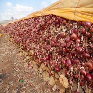  Oignons Rouges Blancs - fruits et légumes bonjour société de production et distribution des oignons--nous avons nos propres terrains agricoles à la ville de meknès,  nous proposons des sacs de conditionnement adaptés à votre besoin en matière de conservation,  transport assuré etc...--no
