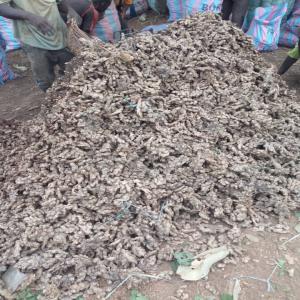  Gingembres - fruits et légumes bonjour ,  nous avons une quantité énormes de gingembre disponible en côte d’ivoire pour vente .--merci de nous contacter pour tout achat .--
