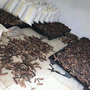 Concombre De Mer - coquillage crustacé grâce à camholothurie nous vous proposons des concombre de mer séché ou en poudre de qualité avec une expédition sécurisée grâce à un suivi de colis sur votre smartphone n'hésitez et contactez nous si vous avez besoin de cett