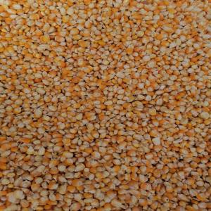  Vente De Maïs Jaune - fruits secs et graines grillées nous disposons actuellement 17 tonne de maïs jaune pour pop conne dans n&ocirc;tres magasin  pour la r&eacute;colte de 2022 de tr&egrave;s bonn qualit&eacute; et nous aimerions vendre aux acheteurs s&eacute;rieux.