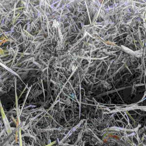  Alfalfa Spring Barley Straw Mixed - feed •	mélange fourrage luzerne 40 % + paille d'orge printemps 60 % avec grains - 1ére année de conversion en bio / alfalfa 40% + spring barley straw 60% mix with grains - 1st year of organic conversion, --•	récolte dans de très bonnes conditions,  stockage sous hangar / 