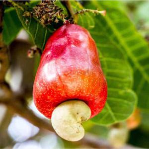  Offre De Noix De Cajou - fruits secs et graines grillées vous recherchez des noix et amende de cajou d'excellente qualit&eacute;? --vous recherchez un fournisseur capable de vous garantir la tra&ccedil;abilit&eacute; de ses produits,  la s&eacute;curit&eacute; des transactions,  le respect des d&eacute;lais et la stabilit&eacute; des prix? alors contactez-n