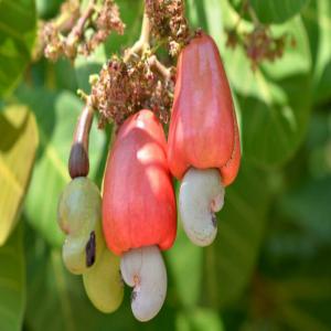  Cashew Sale - roasted seeds and nuts are you looking for excellent quality cashew nuts and fines?--are you looking for a supplier capable of guaranteeing the traceability of its products,  the security of transactions,  the respect of deadlines and price stability? then contact us. the cashew campaign has already started