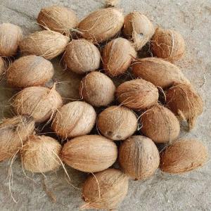  Vente Noix De Coco - fruits secs et graines grillées nous disposons actuellement une quantit&eacute; &eacute;norme de noix de coco de bonne qualit&eacute;s et nous aimerions livr&eacute; aux acheteurs s&eacute;rieux--cordialement--nb - interm&eacute;diaire s'abstenir