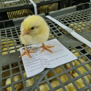  Poussins - animaux vivants salut. nous importons pour le burkina faso des poussins chair coob500 et pondeuses isabrown du maroc avec une qualit&eacute; premium.--la livraison se fait tous les lundis &agrave; l'aeroport internationnal de ouagadougou sur commande.--d&eacute;lai de livraison - 2 semaines--