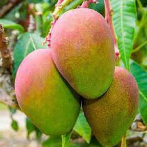  Mangue D'excellente Qualité Vendre - fruits et légumes nous disposons de mangues d'excellente qualité à vendre à partir du cameroun.--nous contacter si intéressé --cordialement 