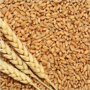  Top Quality Wholesale Wheat Grain For Sale - publicité-nouveaux produits we bring forth vast industrial experience and expertise in this business,  involved in offering a high-quality range of whole wheat grain. we offer this range of wheat in a very hygienic and standard size packaging. our packaging is available in a variety of quantity sizes as per the customer's needs
